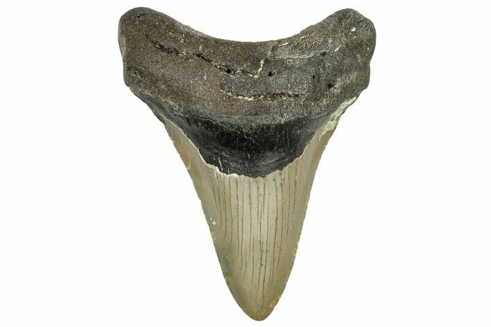 Fossil Megalodon Tooth - North Carolina #328890
